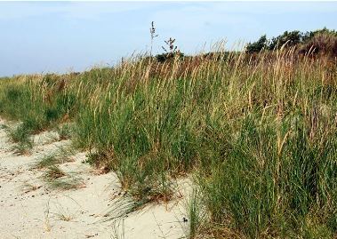 Marram Grass Transplanting at Carrickfinn Beach
